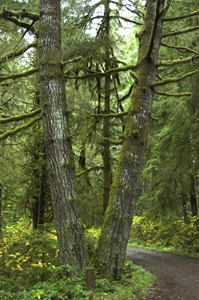 A veteran was rescued after four days spent lost in the Oregon wilderness.