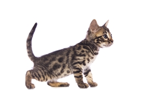 After spending time in the rural village of Hutal, Afghanistan, Staff Sgt. Jesse Knott was used to animals roaming the perimeter of his post.