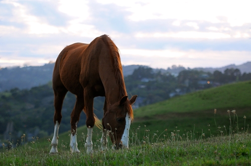 Animals still trending in veteran therapy