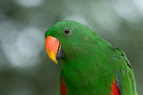 Caring for parrots is a new form of PTSD treatment that is working for some veterans.