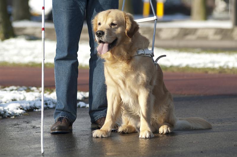 Currently, the VA only offers veterinary care for guide and services dogs helping the blind, hard of hearing and physically disabled.