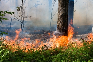 El Dorado County, California has been struggling to stop the King Fire since Saturday afternoon.