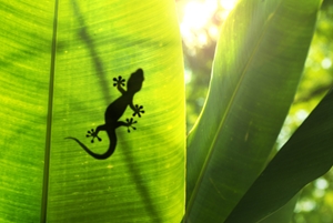 'Geckskin' paddles could allow military to scale walls