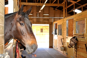 Horse farm helping veterans gets its own assistance