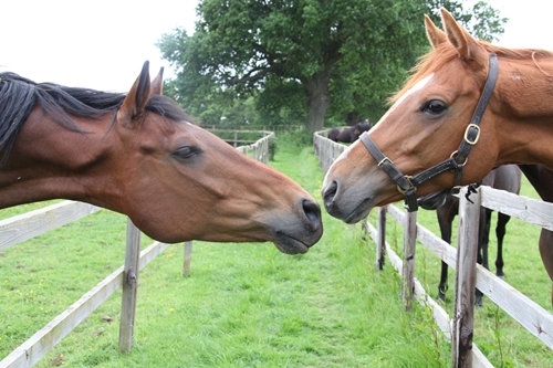 Interacting with horses can be hugely therapeutic for veterans.