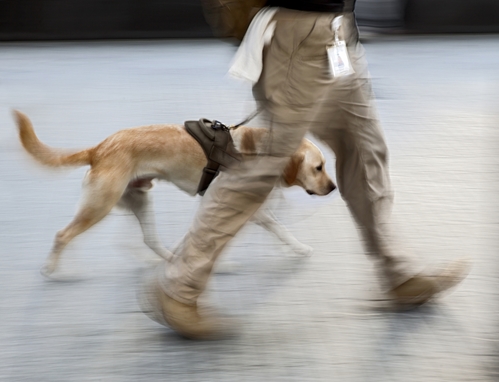More work being done to connect vets with service animals
