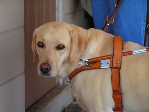 Prisoners help veterans through training service dogs