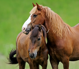 Program helps veterans heal with horses