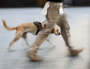 Service dogs are a huge benefit for veterans