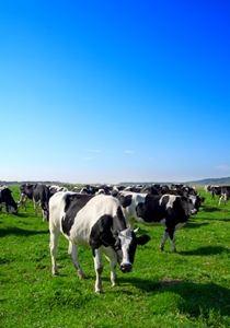 The Oklahoma National Guard provided service on the home front for a local rancher.