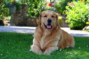 Veterans set out on 6,000-mile journey to raise funds for military families and their pets