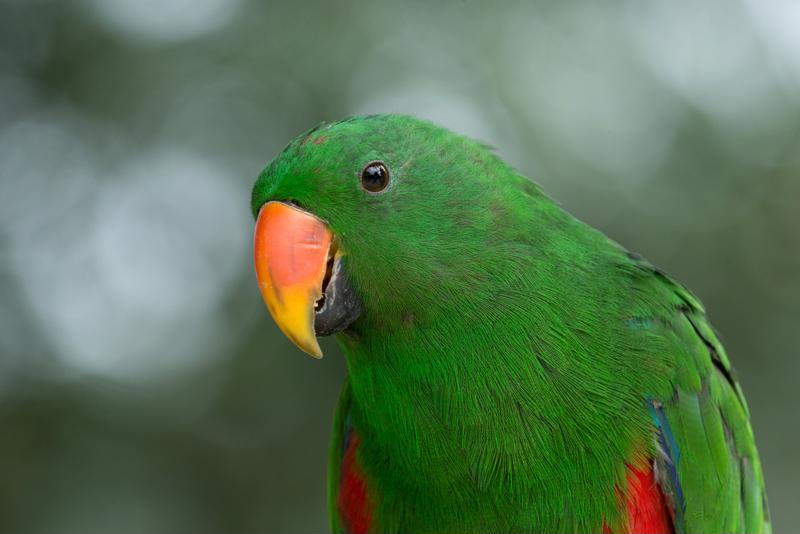 Parrots serve as attentive service animals for veterans in need.