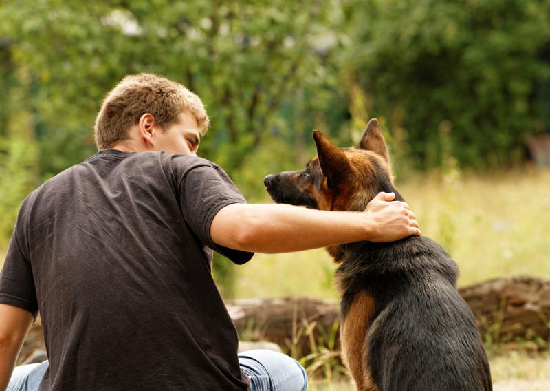 Service animals can provide numerous benefits to veterans.
