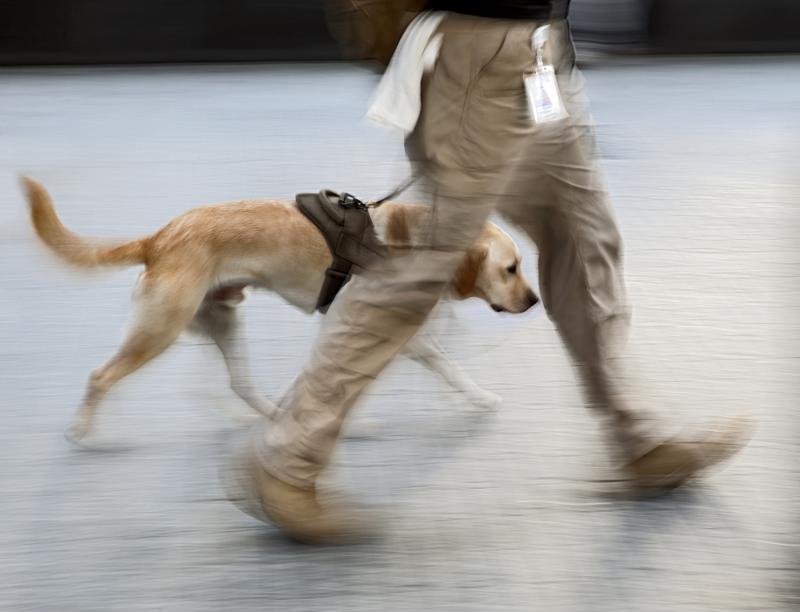Service dogs help veterans cope with PTSD.