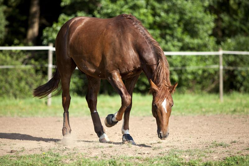 Rescue horses are helping veterans to heal. 