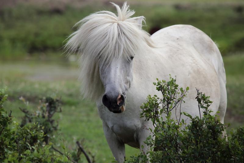 Horses are being used to help veterans with PTSD.