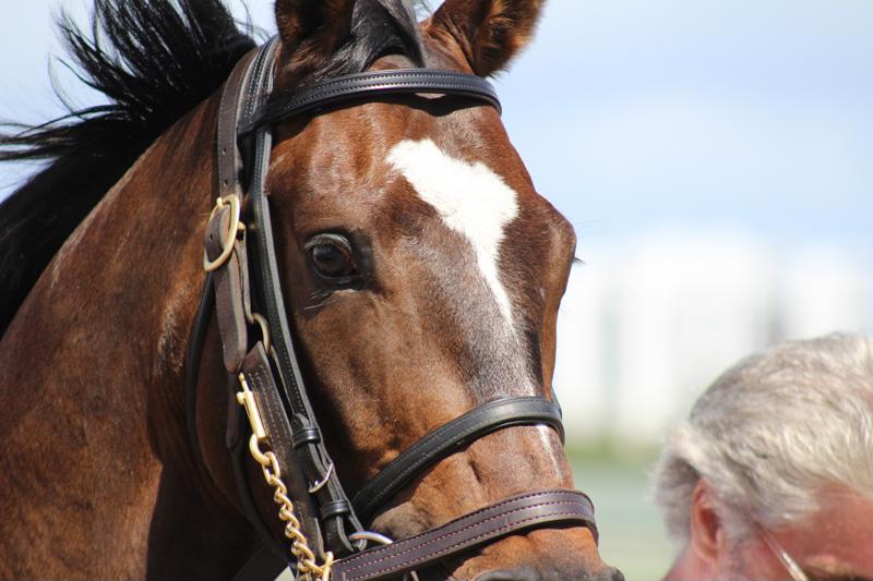 Working with horses can prove therapeutic.