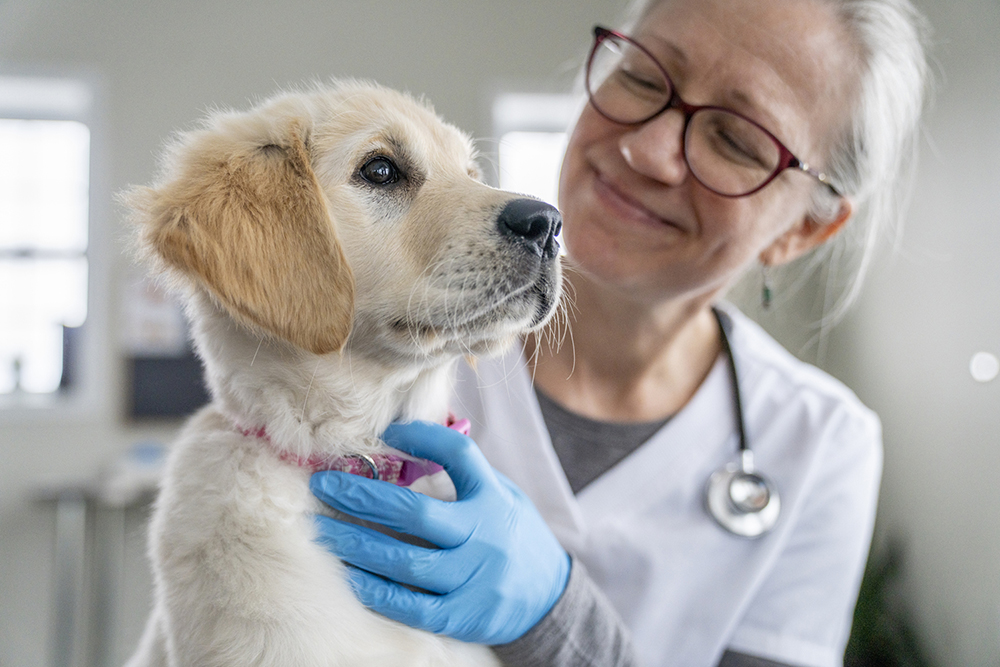 Puppy on a Veterinarian's Lap